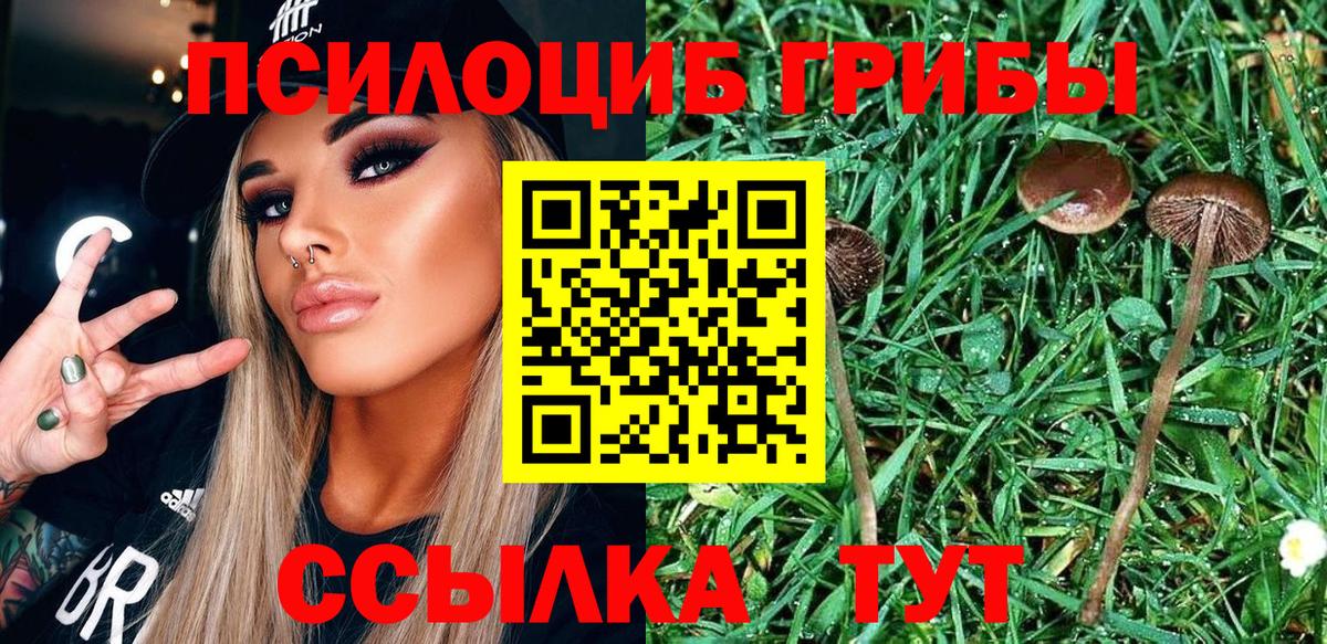 Сухой Лог  Псилоцибиновые грибы прущие грибы  сколько стоит  Вход с VPN 