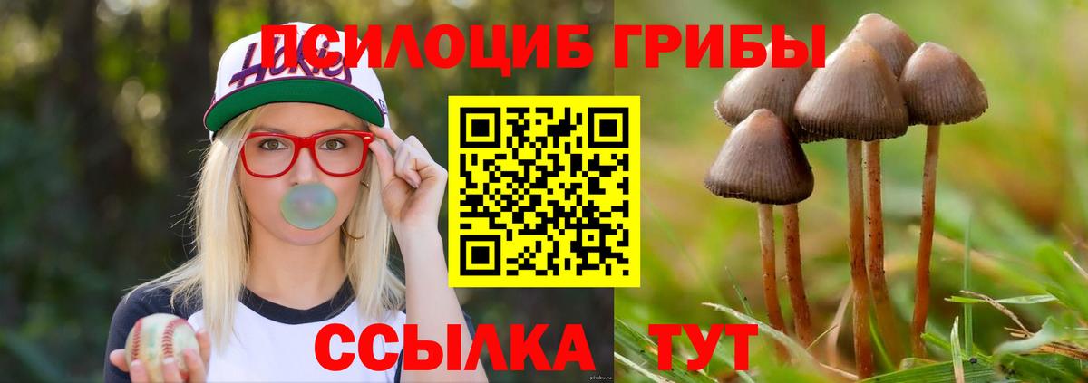 Псилоцибиновые грибы Cubensis Сухой Лог